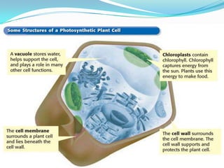 Introduction To Plants