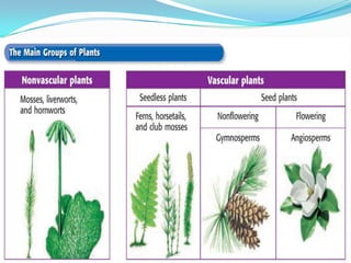 Introduction To Plants
