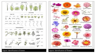 Introduction to plant Systematics by sarah Ashfaq.pptx