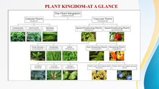 PLANT KINGDOM-AT A GLANCE
 