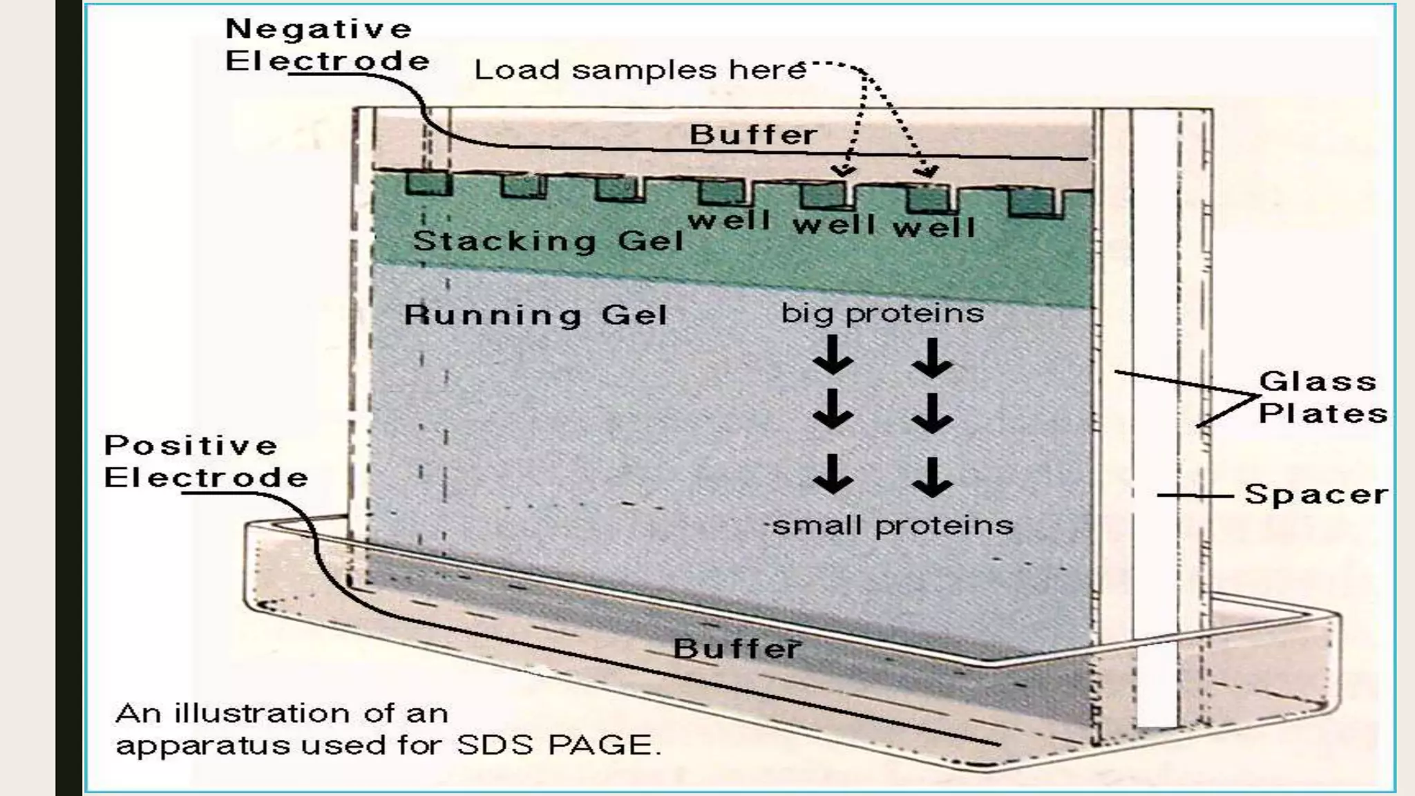 Introduction to polyacrylamide gel electrophoresis | PPTX
