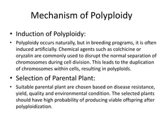 Mechanism of Polyploidy
• Induction of Polyploidy:
• Polyploidy occurs naturally, but in breeding programs, it is often
induced artificially. Chemical agents such as colchicine or
oryzalin are commonly used to disrupt the normal separation of
chromosomes during cell division. This leads to the duplication
of chromosomes within cells, resulting in polyploids.
• Selection of Parental Plant:
• Suitable parental plant are chosen based on disease resistance,
yield, quality and environmental condition. The selected plants
should have high probability of producing viable offspring after
polyploidization.
 