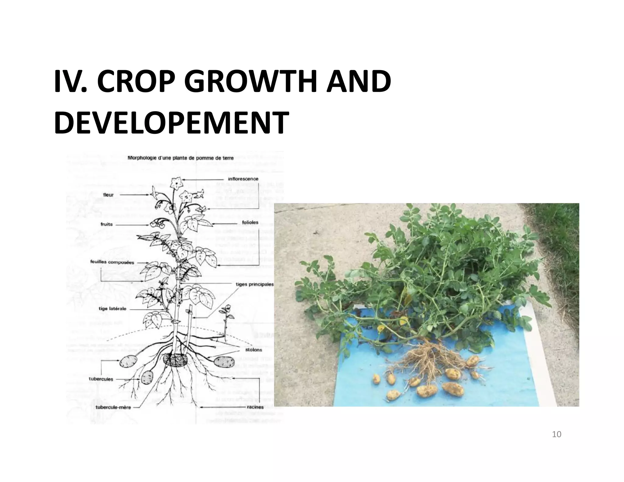 10
IV. CROP GROWTH AND
DEVELOPEMENT
 