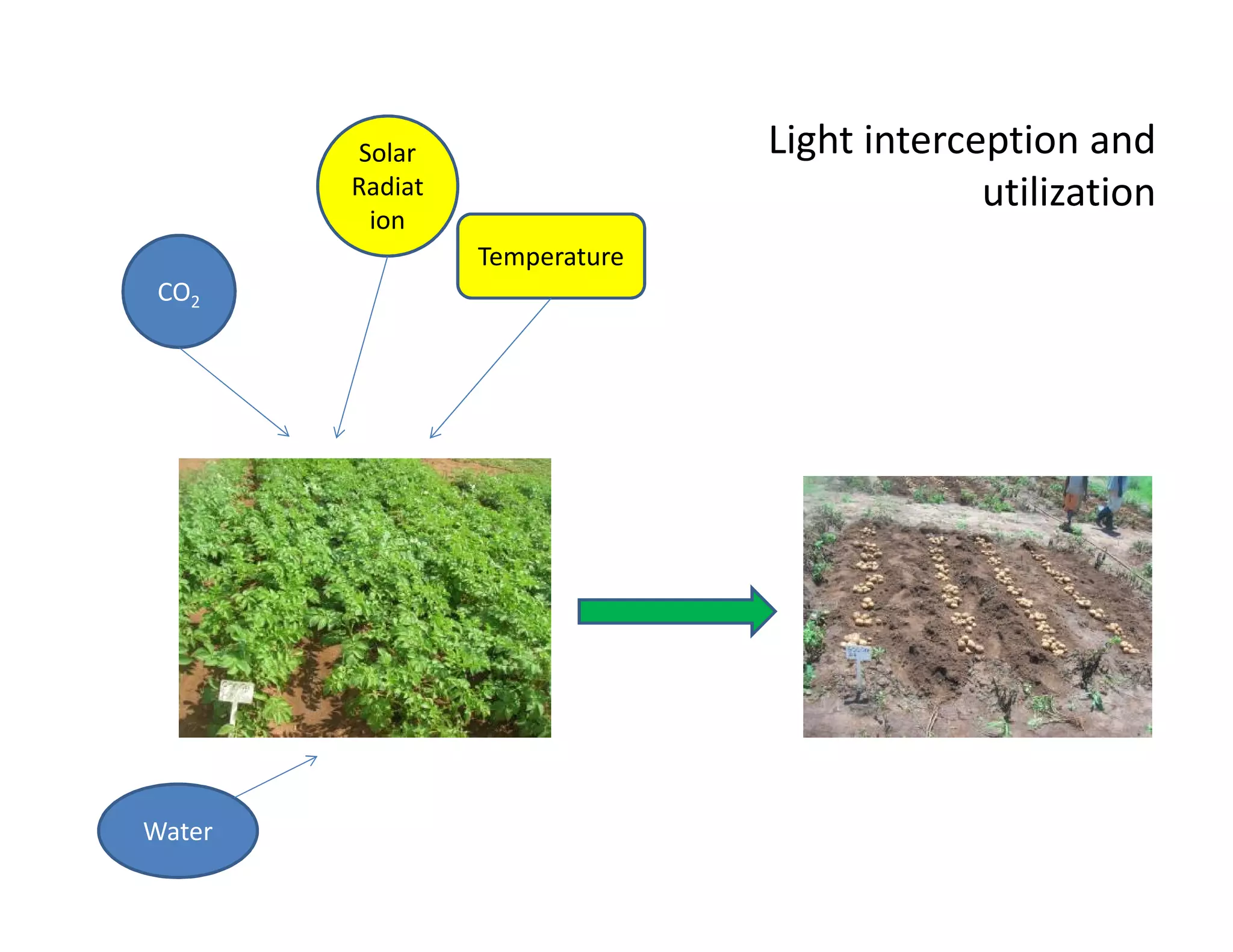 Solar
Radiat
ion
Temperature
Water
CO2
Light interception and
utilization
 