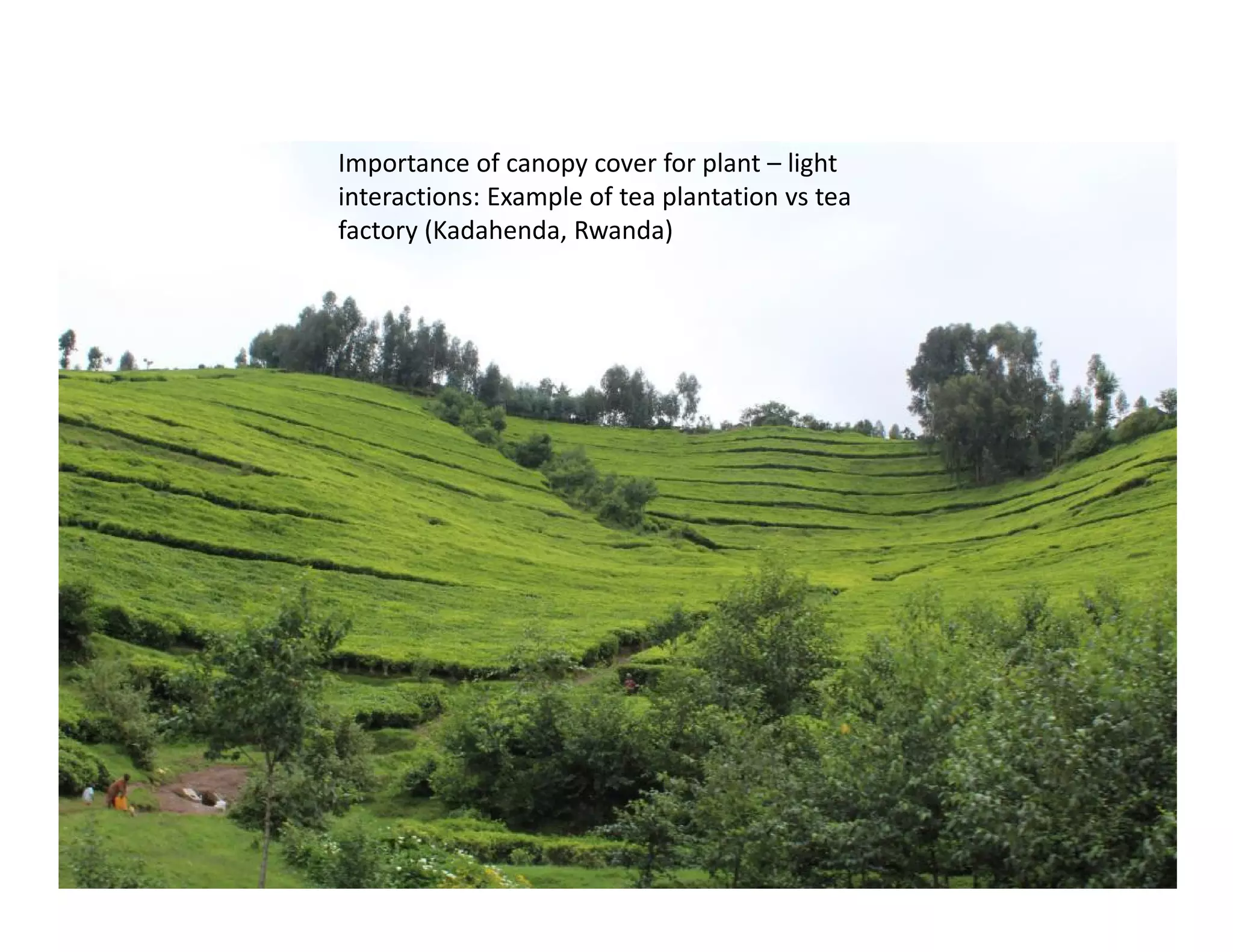 Importance of canopy cover for plant – light
interactions: Example of tea plantation vs tea
factory (Kadahenda, Rwanda)
 