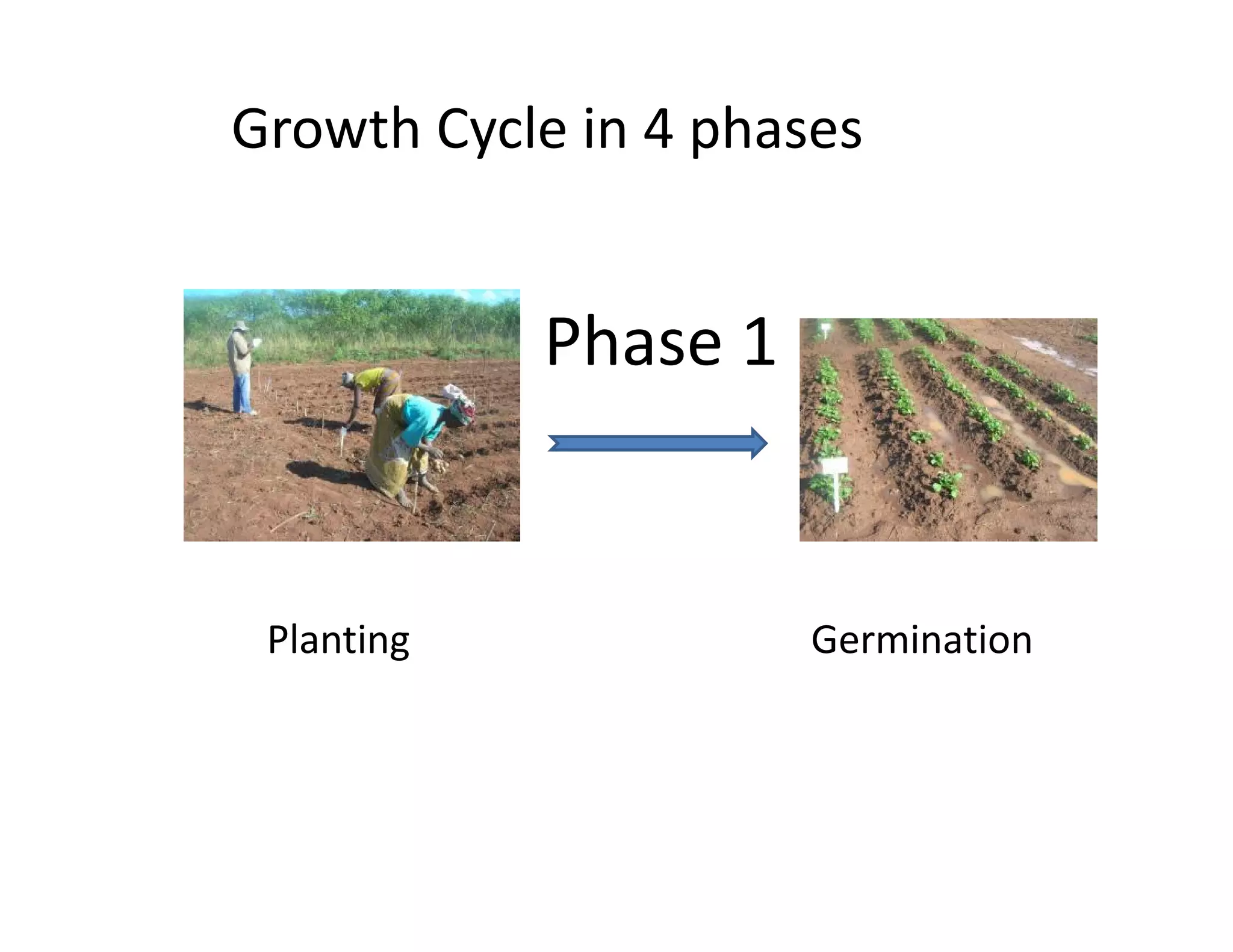 Growth Cycle in 4 phases
Phase 1
Planting Germination
 