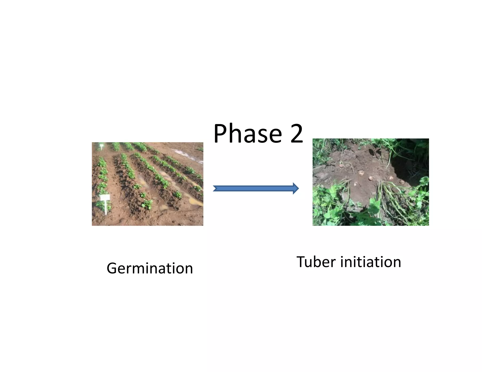 Germination Tuber initiation
Phase 2
 