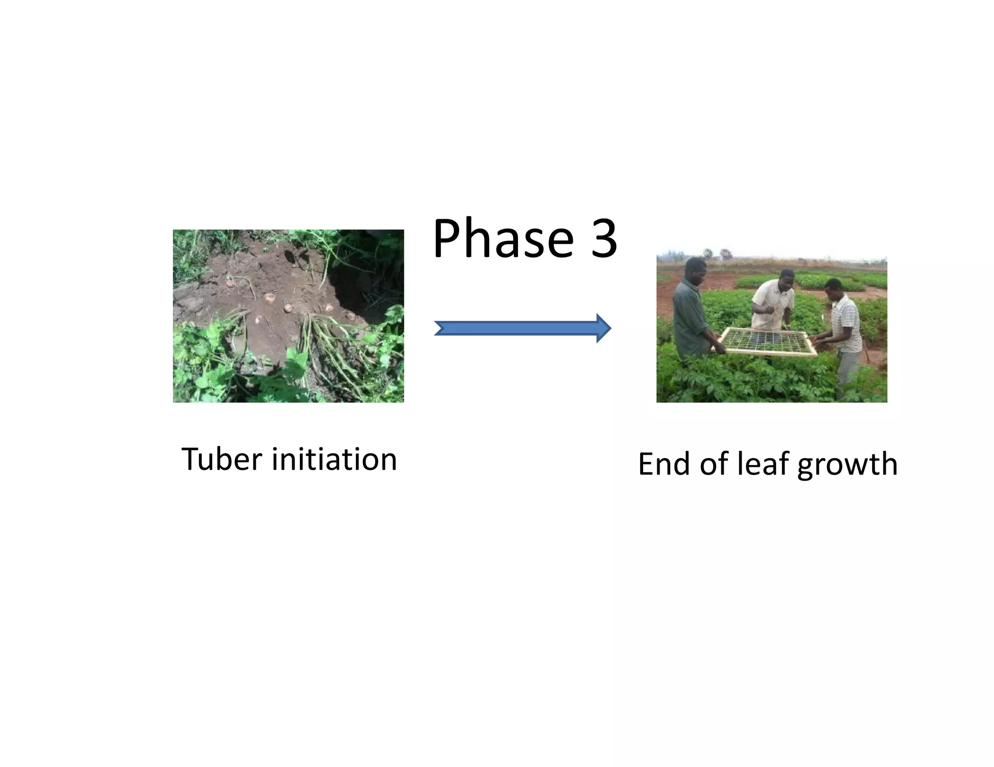 Tuber initiation End of leaf growth
Phase 3
 