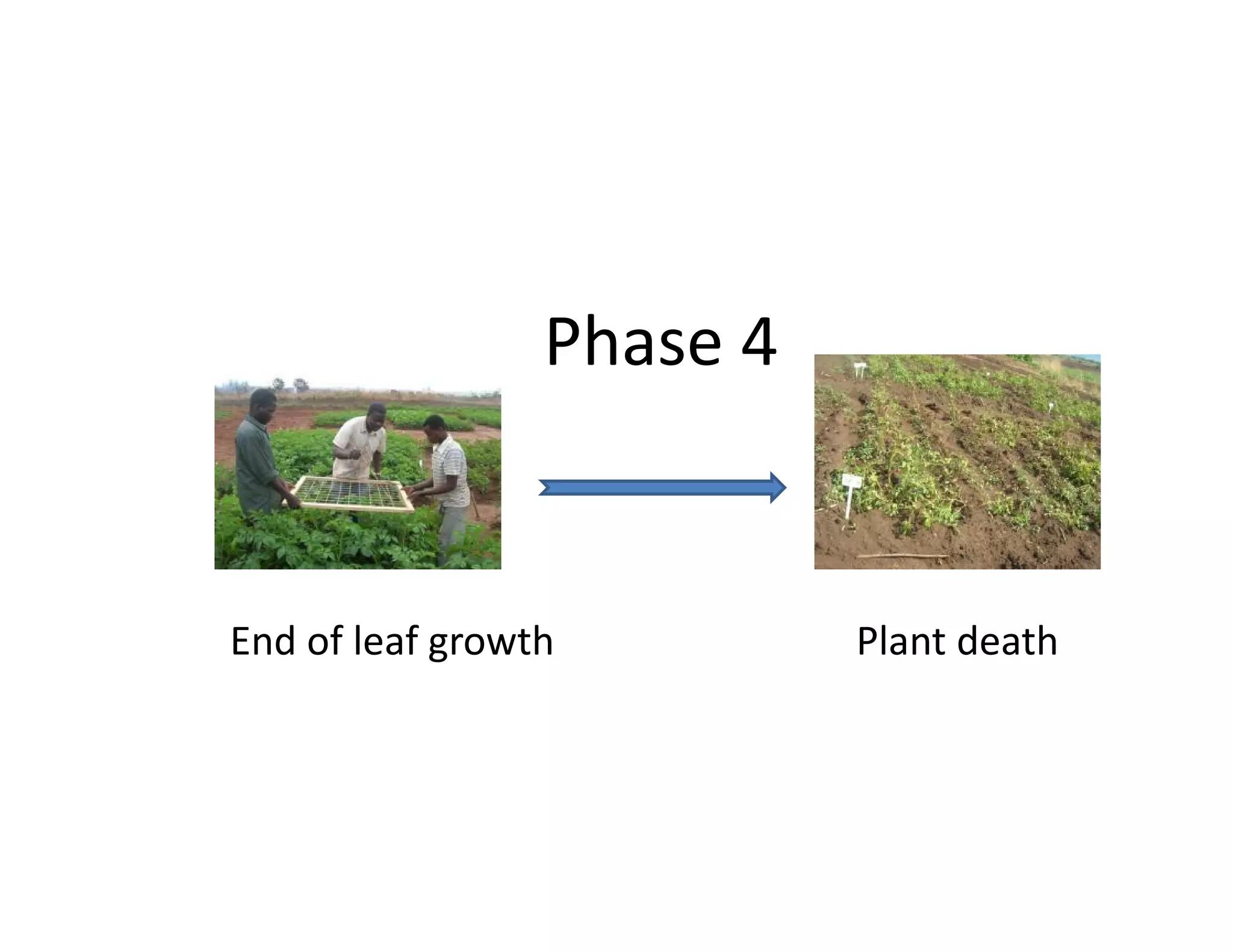 End of leaf growth Plant death
Phase 4
 