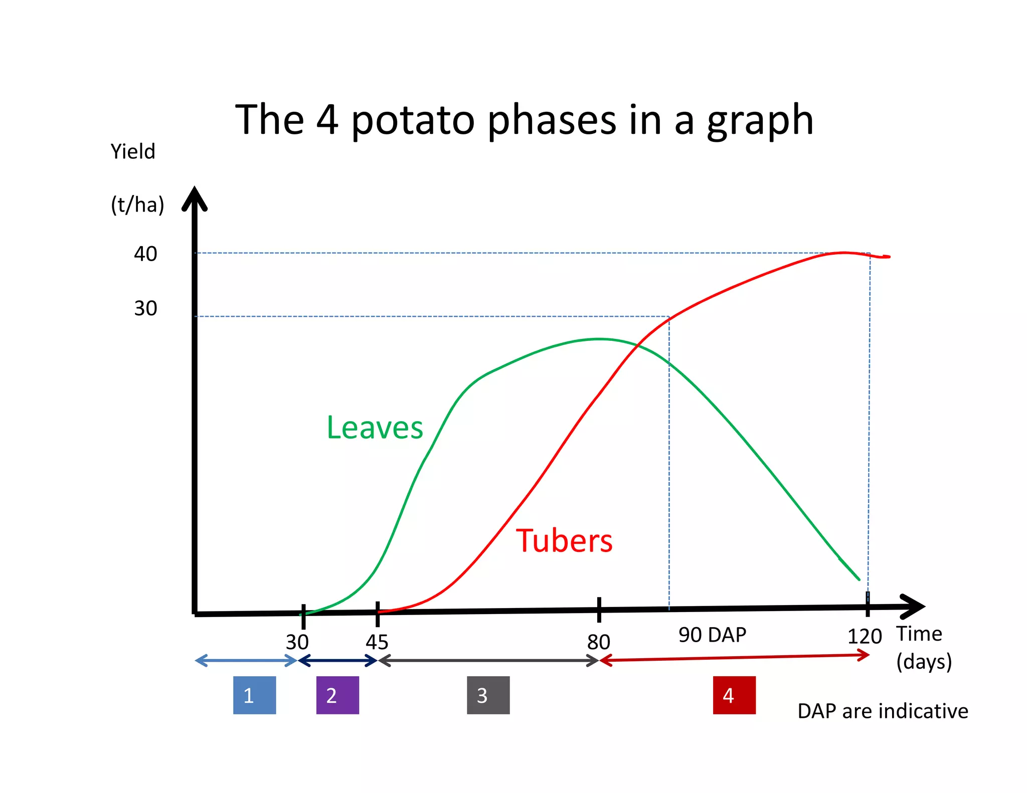 (t/ha)
Time
(days)
30 45 80 120
1 2 3 4
90 DAP
40
30
Leaves
Tubers
The 4 potato phases in a graph
DAP are indicative
Yield
 