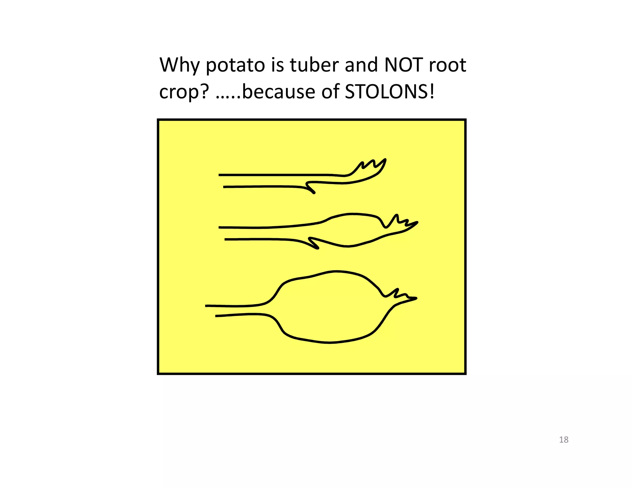 18
Why potato is tuber and NOT root
crop? …..because of STOLONS!
 