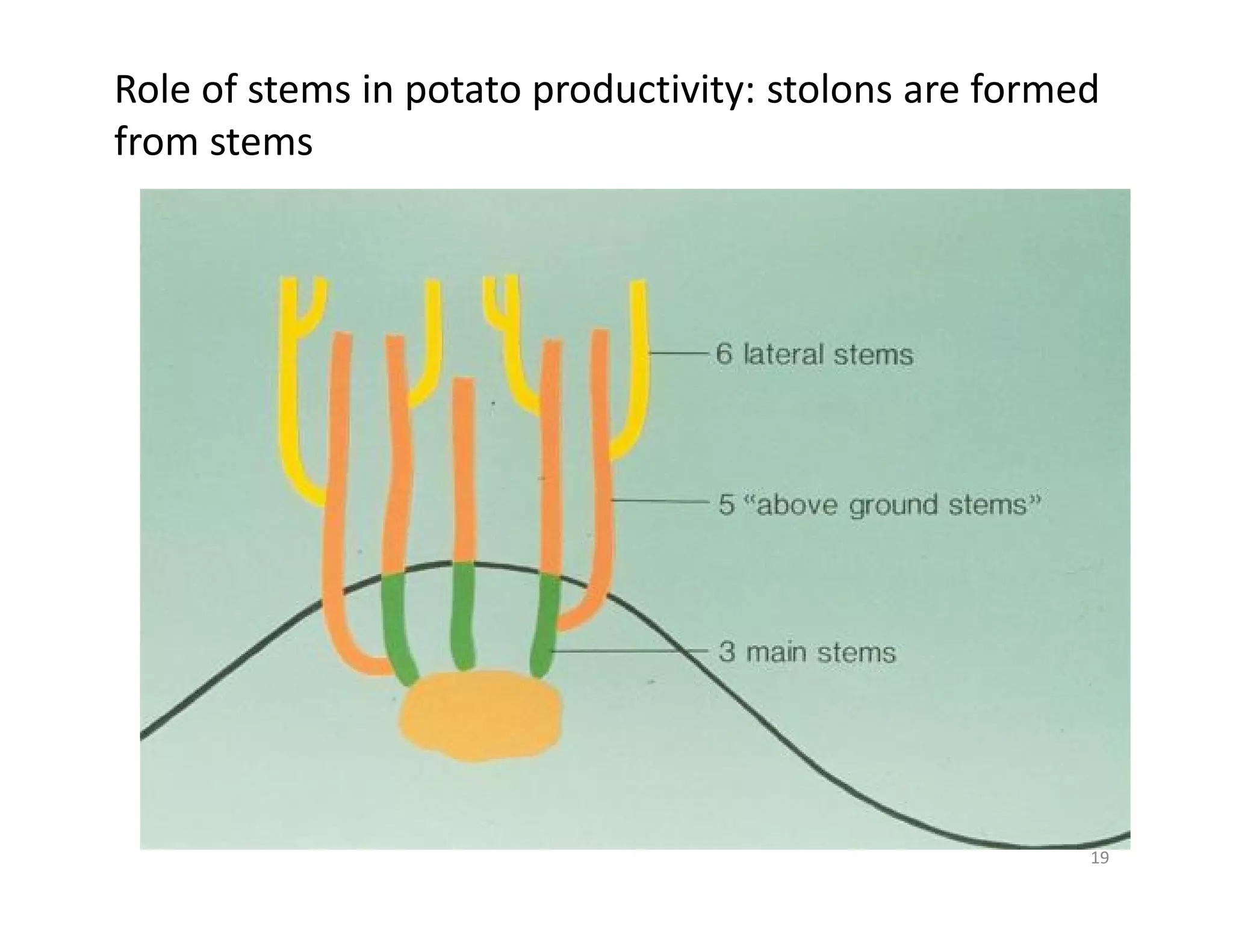19
Role of stems in potato productivity: stolons are formed
from stems
 