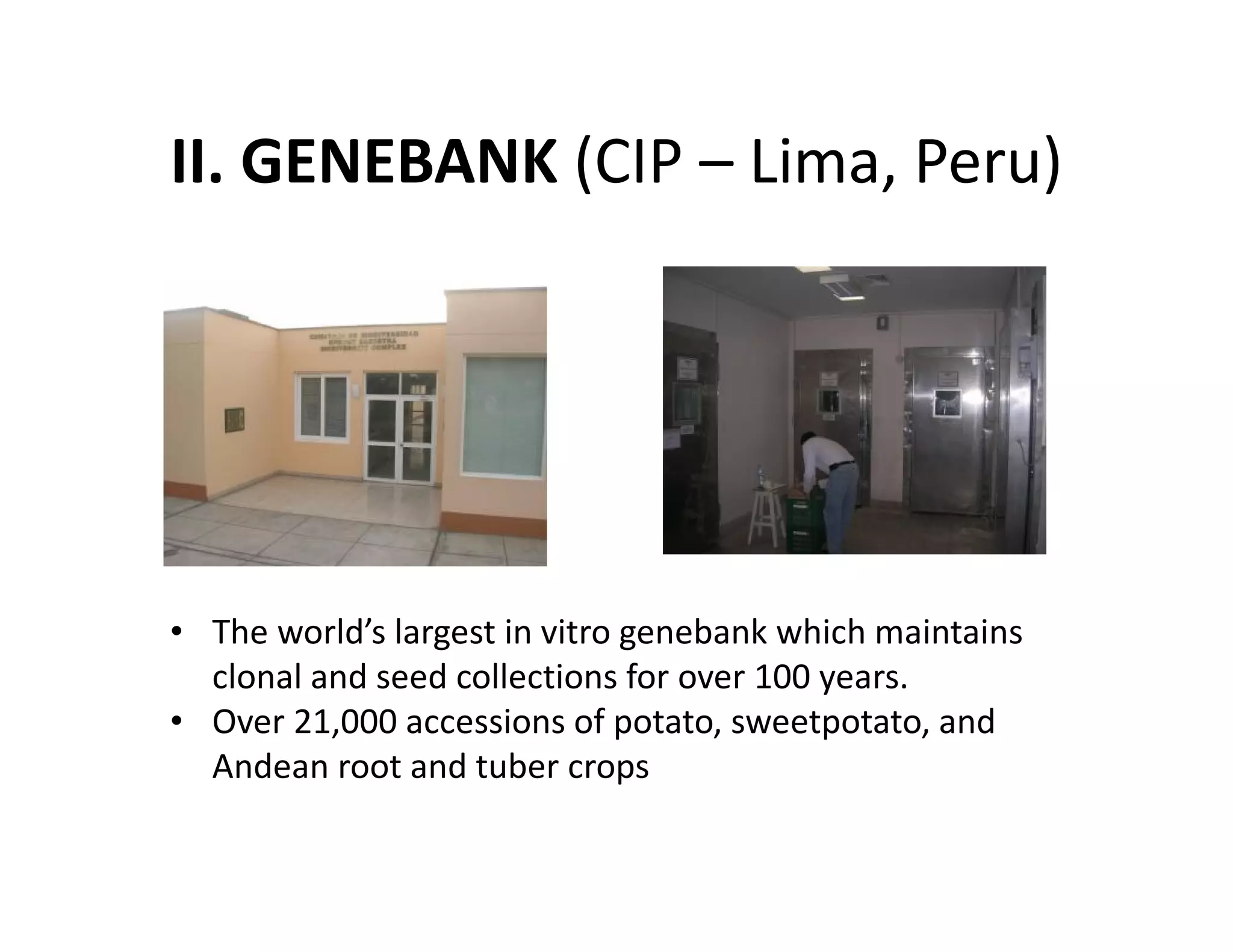 II. GENEBANK (CIP – Lima, Peru)
• The world’s largest in vitro genebank which maintains
clonal and seed collections for over 100 years.
• Over 21,000 accessions of potato, sweetpotato, and
Andean root and tuber crops
 