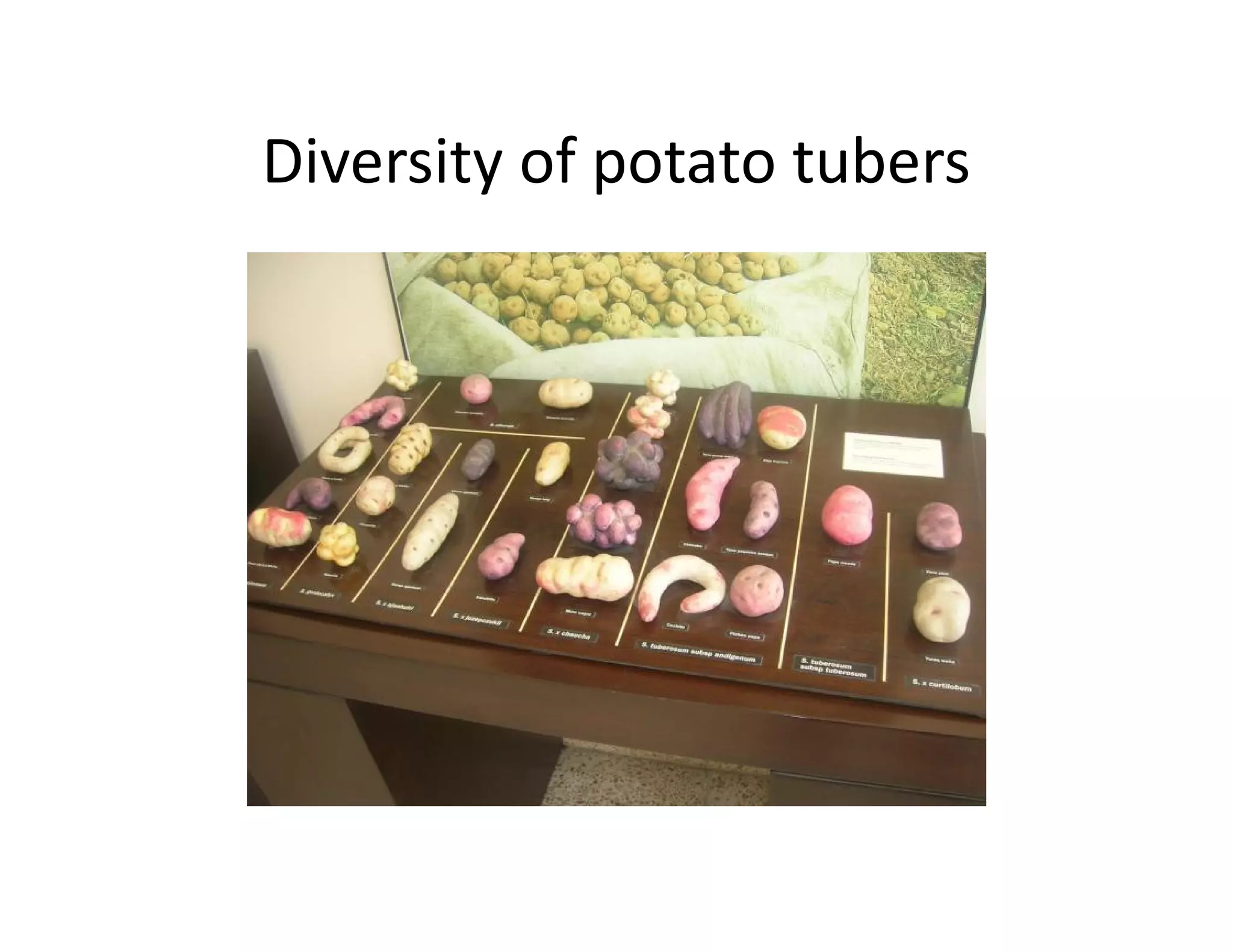 Diversity of potato tubers
 