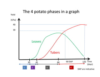 Introduction to potato crop | PDF
