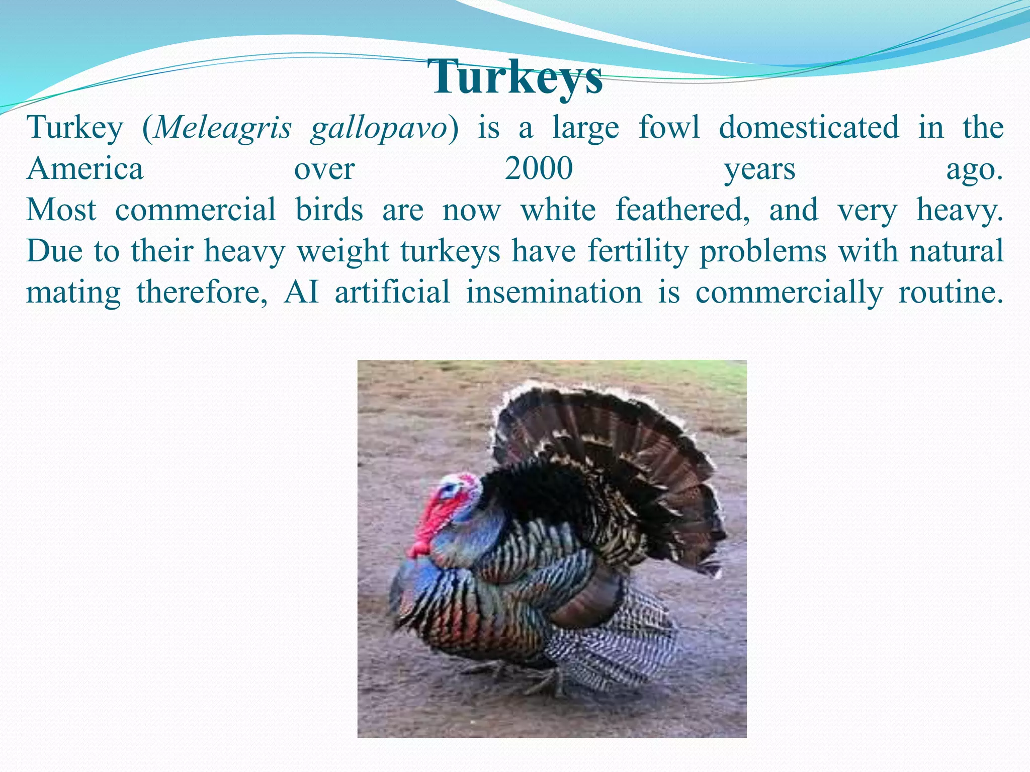 Introduction to poultry | PPTX