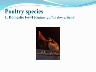 Introduction to poultry | PPTX