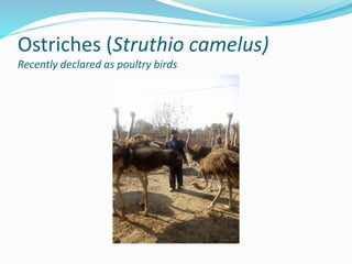 Ostriches (Struthio camelus)
Recently declared as poultry birds
 