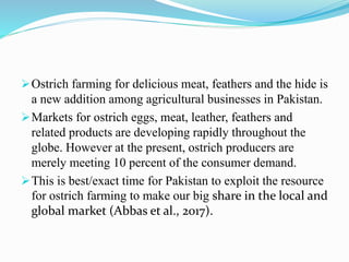 Ostrich farming for delicious meat, feathers and the hide is
a new addition among agricultural businesses in Pakistan.
Markets for ostrich eggs, meat, leather, feathers and
related products are developing rapidly throughout the
globe. However at the present, ostrich producers are
merely meeting 10 percent of the consumer demand.
This is best/exact time for Pakistan to exploit the resource
for ostrich farming to make our big share in the local and
global market (Abbas et al., 2017).
 