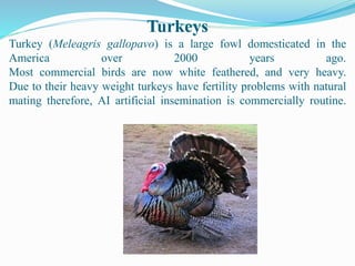 Turkeys
Turkey (Meleagris gallopavo) is a large fowl domesticated in the
America over 2000 years ago.
Most commercial birds are now white feathered, and very heavy.
Due to their heavy weight turkeys have fertility problems with natural
mating therefore, AI artificial insemination is commercially routine.
 