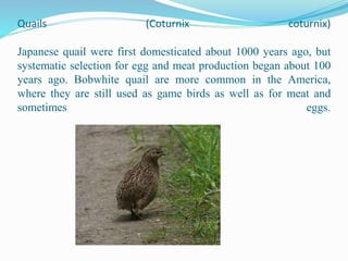 Quails (Coturnix coturnix)
Japanese quail were first domesticated about 1000 years ago, but
systematic selection for egg and meat production began about 100
years ago. Bobwhite quail are more common in the America,
where they are still used as game birds as well as for meat and
sometimes eggs.
 