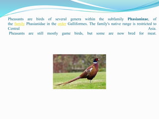 Pheasants are birds of several genera within the subfamily Phasianinae, of
the family Phasianidae in the order Galliformes. The family's native range is restricted to
Central Asia.
Pheasants are still mostly game birds, but some are now bred for meat.
 