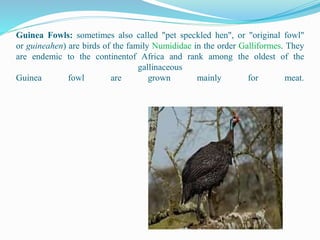 Guinea Fowls: sometimes also called "pet speckled hen", or "original fowl"
or guineahen) are birds of the family Numididae in the order Galliformes. They
are endemic to the continentof Africa and rank among the oldest of the
gallinaceous
Guinea fowl are grown mainly for meat.
 