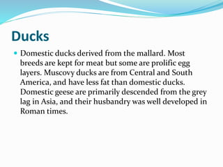 Ducks
 Domestic ducks derived from the mallard. Most
breeds are kept for meat but some are prolific egg
layers. Muscovy ducks are from Central and South
America, and have less fat than domestic ducks.
Domestic geese are primarily descended from the grey
lag in Asia, and their husbandry was well developed in
Roman times.
 