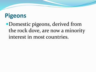 Pigeons
Domestic pigeons, derived from
the rock dove, are now a minority
interest in most countries.
 