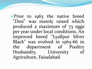 Prior to 1963 the native breed
"Desi" was mainly raised which
produced a maximum of 73 eggs
per year under local conditions. An
improved breed "Lyallpur Silver
Black" was evolved in 1965-66 in
the department of Poultry
Husbandry, University of
Agriculture, Faisalabad.
 
