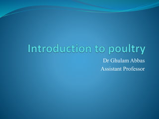 Dr Ghulam Abbas
Assistant Professor
 