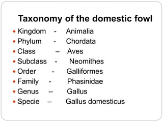 Taxonomy of the domestic fowl
 Kingdom - Animalia
 Phylum - Chordata
 Class – Aves
 Subclass - Neomithes
 Order - Galliformes
 Family - Phasinidae
 Genus – Gallus
 Specie – Gallus domesticus
 