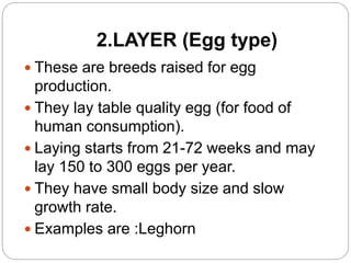2.LAYER (Egg type)
 These are breeds raised for egg
production.
 They lay table quality egg (for food of
human consumption).
 Laying starts from 21-72 weeks and may
lay 150 to 300 eggs per year.
 They have small body size and slow
growth rate.
 Examples are :Leghorn
 