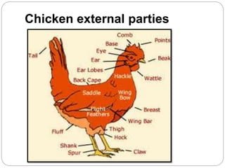 Chicken external parties
 