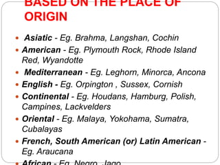 BASED ON THE PLACE OF
ORIGIN
 Asiatic - Eg. Brahma, Langshan, Cochin
 American - Eg. Plymouth Rock, Rhode Island
Red, Wyandotte
 Mediterranean - Eg. Leghorn, Minorca, Ancona
 English - Eg. Orpington , Sussex, Cornish
 Continental - Eg. Houdans, Hamburg, Polish,
Campines, Lackvelders
 Oriental - Eg. Malaya, Yokohama, Sumatra,
Cubalayas
 French, South American (or) Latin American -
Eg. Araucana
 