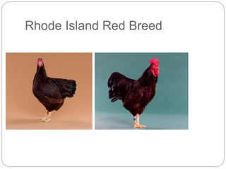 Rhode Island Red Breed
 