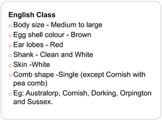 English Class
o Body size - Medium to large
o Egg shell colour - Brown
o Ear lobes - Red
o Shank - Clean and White
o Skin -White
o Comb shape -Single (except Cornish with
pea comb)
o Eg: Australorp, Cornish, Dorking, Orpington
and Sussex.
 