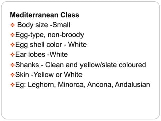 Mediterranean Class
 Body size -Small
Egg-type, non-broody
Egg shell color - White
Ear lobes -White
Shanks - Clean and yellow/slate coloured
Skin -Yellow or White
Eg: Leghorn, Minorca, Ancona, Andalusian
 
