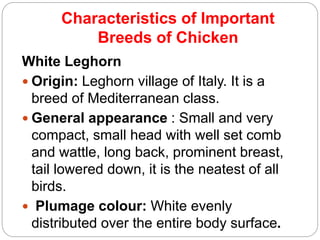 Characteristics of Important
Breeds of Chicken
White Leghorn
 Origin: Leghorn village of Italy. It is a
breed of Mediterranean class.
 General appearance : Small and very
compact, small head with well set comb
and wattle, long back, prominent breast,
tail lowered down, it is the neatest of all
birds.
 Plumage colour: White evenly
distributed over the entire body surface.
 