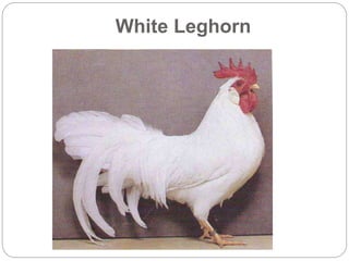 White Leghorn
 
