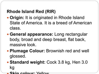 Rhode Island Red (RIR)
 Origin: It is originated in Rhode Island
State of America. It is a breed of American
class.
 General appearance: Long rectangular
body, broad and deep breast, flat back,
massive look.
 Plumage Colour: Brownish red and well
glossed.
 Standard weight: Cock 3.8 kg, Hen 3.0
kg
 