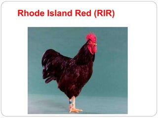 Rhode Island Red (RIR)
 