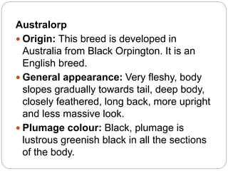 Australorp
 Origin: This breed is developed in
Australia from Black Orpington. It is an
English breed.
 General appearance: Very fleshy, body
slopes gradually towards tail, deep body,
closely feathered, long back, more upright
and less massive look.
 Plumage colour: Black, plumage is
lustrous greenish black in all the sections
of the body.
 