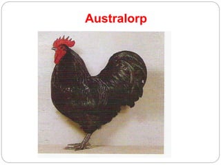 Australorp
 