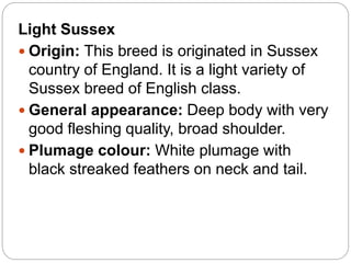 Light Sussex
 Origin: This breed is originated in Sussex
country of England. It is a light variety of
Sussex breed of English class.
 General appearance: Deep body with very
good fleshing quality, broad shoulder.
 Plumage colour: White plumage with
black streaked feathers on neck and tail.
 