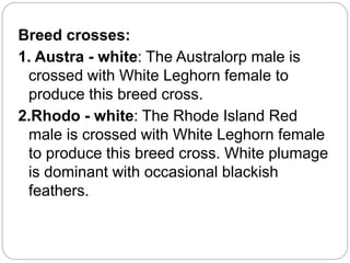 Breed crosses:
1. Austra - white: The Australorp male is
crossed with White Leghorn female to
produce this breed cross.
2.Rhodo - white: The Rhode Island Red
male is crossed with White Leghorn female
to produce this breed cross. White plumage
is dominant with occasional blackish
feathers.
 