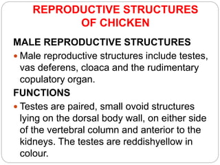 REPRODUCTIVE STRUCTURES
OF CHICKEN
MALE REPRODUCTIVE STRUCTURES
 Male reproductive structures include testes,
vas deferens, cloaca and the rudimentary
copulatory organ.
FUNCTIONS
 Testes are paired, small ovoid structures
lying on the dorsal body wall, on either side
of the vertebral column and anterior to the
kidneys. The testes are reddishyellow in
colour.
 