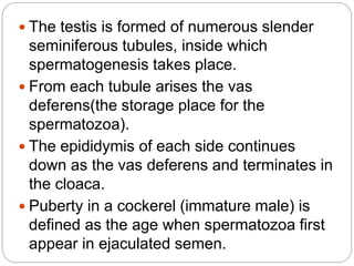  The testis is formed of numerous slender
seminiferous tubules, inside which
spermatogenesis takes place.
 From each tubule arises the vas
deferens(the storage place for the
spermatozoa).
 The epididymis of each side continues
down as the vas deferens and terminates in
the cloaca.
 Puberty in a cockerel (immature male) is
defined as the age when spermatozoa first
appear in ejaculated semen.
 