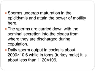  Sperms undergo maturation in the
epididymis and attain the power of motility
here.
 The sperms are carried down with the
seminal secretion into the cloaca from
where they are discharged during
copulation.
 Daily sperm output in cocks is about
2000×10 6 while in toms (turkey male) it is
about less than 1120×106.
 
