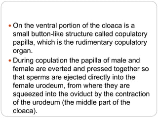  On the ventral portion of the cloaca is a
small button-like structure called copulatory
papilla, which is the rudimentary copulatory
organ.
 During copulation the papilla of male and
female are everted and pressed together so
that sperms are ejected directly into the
female urodeum, from where they are
squeezed into the oviduct by the contraction
of the urodeum (the middle part of the
cloaca).
 